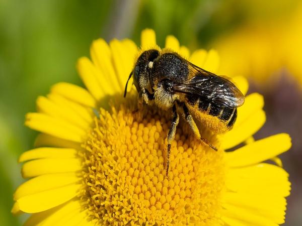 Gedoornde slakkenhuisbij (Osmia spinulosa)